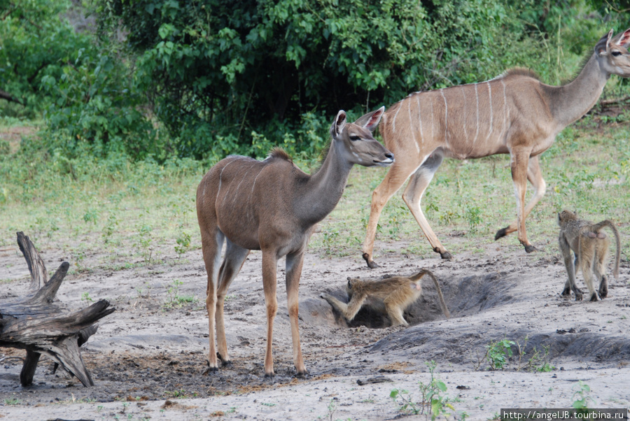 сафари в национальном парке Чобе Национальный парк Чобе, Ботсвана