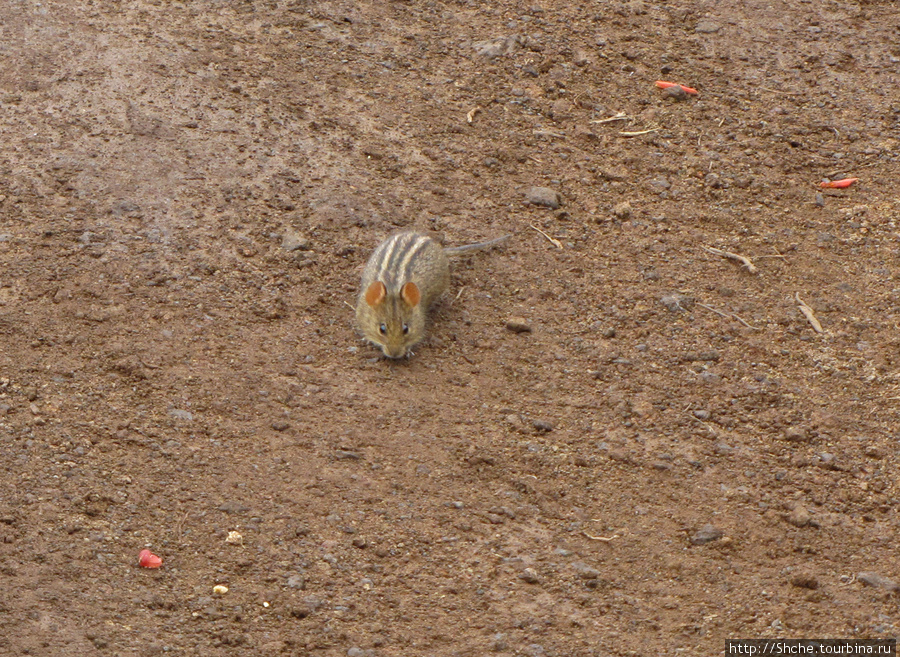 Носильщики по дороге грызут всякую хрень, и мышки выскакивают поживиться огрызками. Гора (вулкан) Килиманджаро (5895м), Танзания