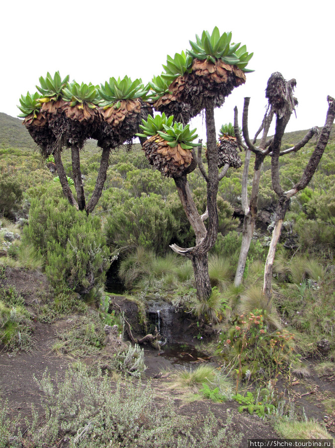 встречалось множество ручьев с чистейшей водой, но пить нельзя, вероятность заражения желтой лихорадкой. Гора (вулкан) Килиманджаро (5895м), Танзания