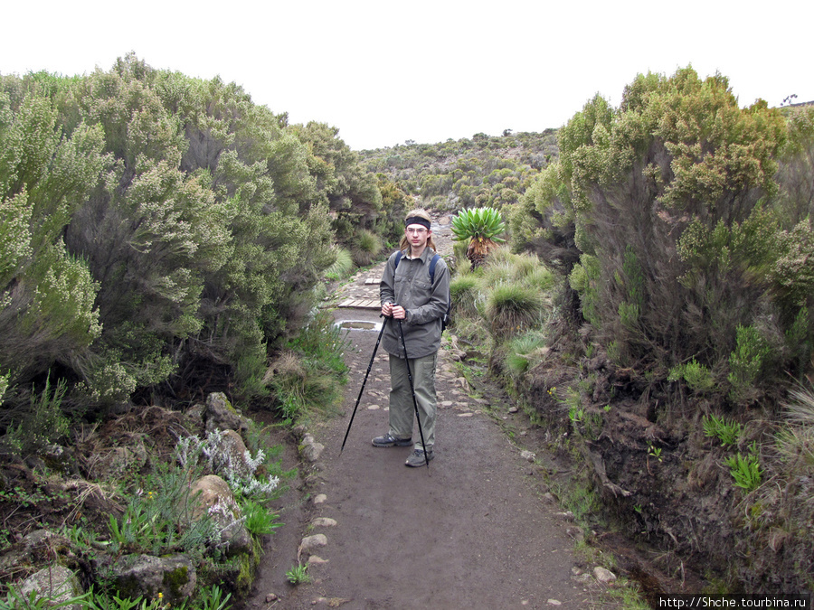 Знакомьтесь- Senesio kilimanjari. Природа Кили 2700-3720 м. Гора (вулкан) Килиманджаро (5895м), Танзания