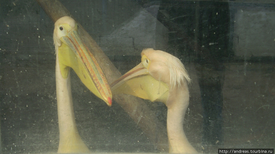 Парочка пеликанов