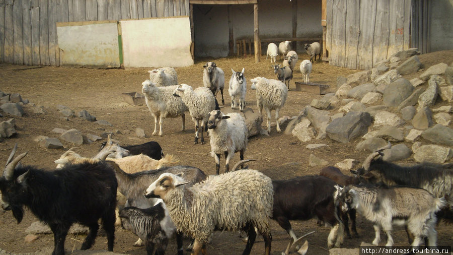 Суданские козы и несуданские овцы Новгород-Северский, Украина
