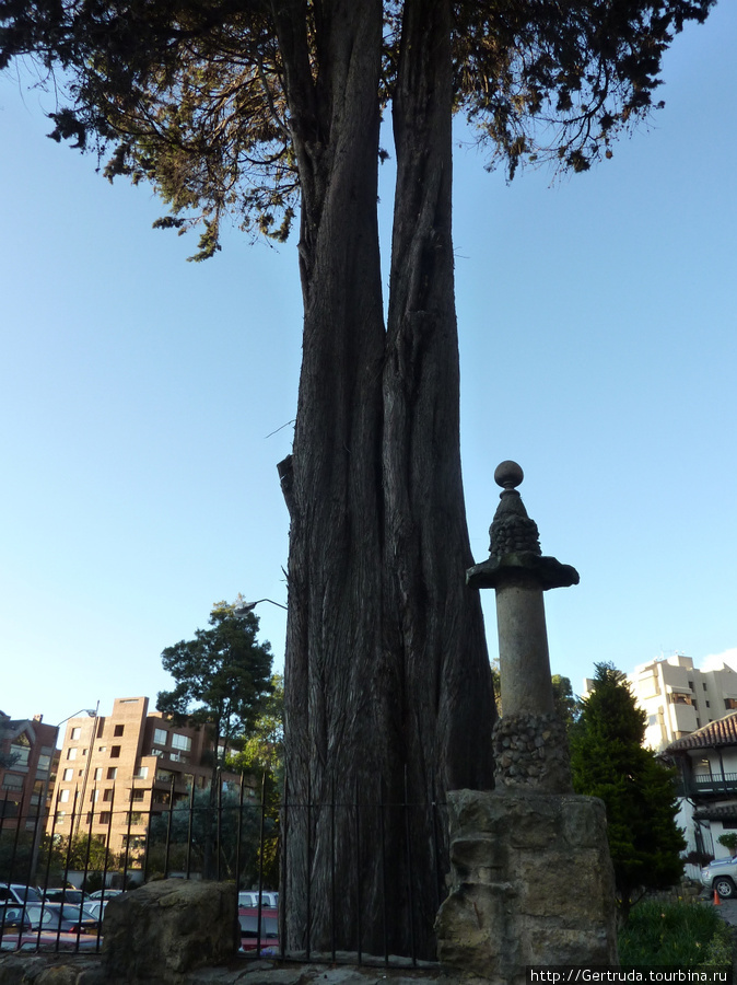 Древние деревья перед парком  Museo del Chico Богота, Колумбия