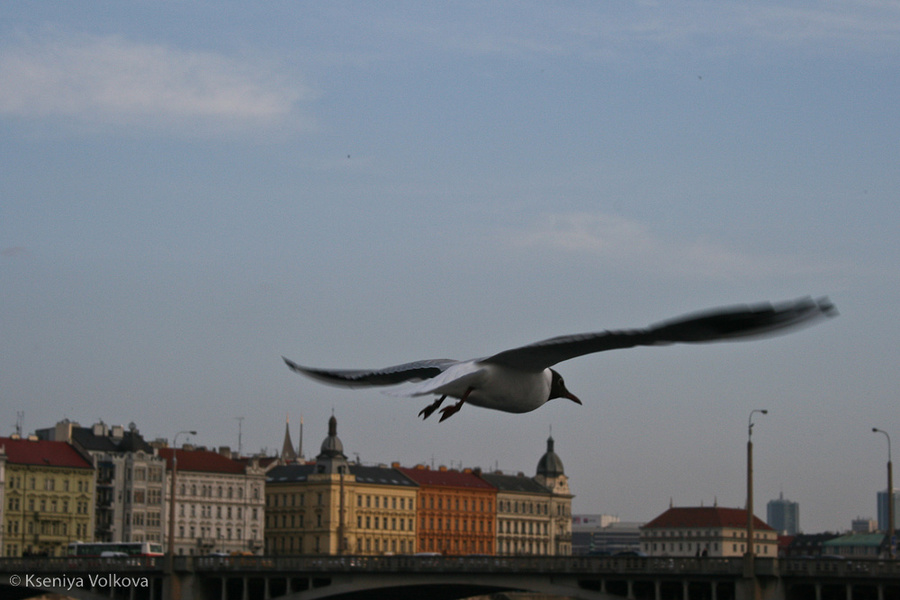 Чайки над Влтавой Прага, Чехия