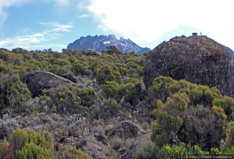 Начало перехода, ясно, еще есть зелень. Мавензи. Гора (вулкан) Килиманджаро (5895м), Танзания