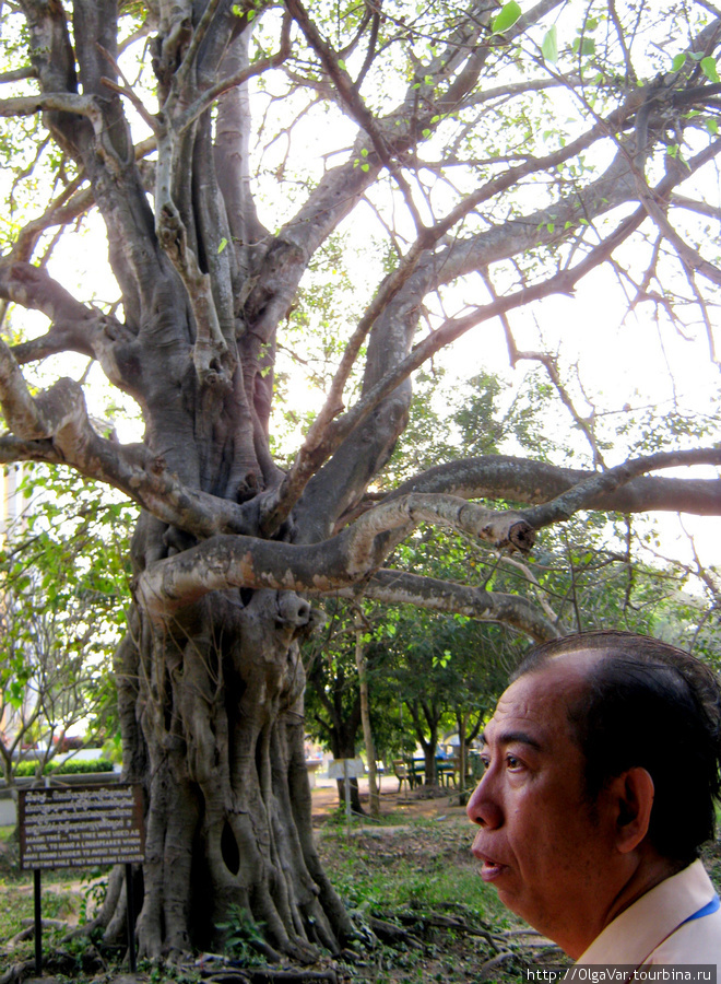 Музыкальное дерево. По словам гида на дереве был установлен радиоприемник, заглушавший громкой музыкой последние перед  казнью крики жертв Пномпень, Камбоджа