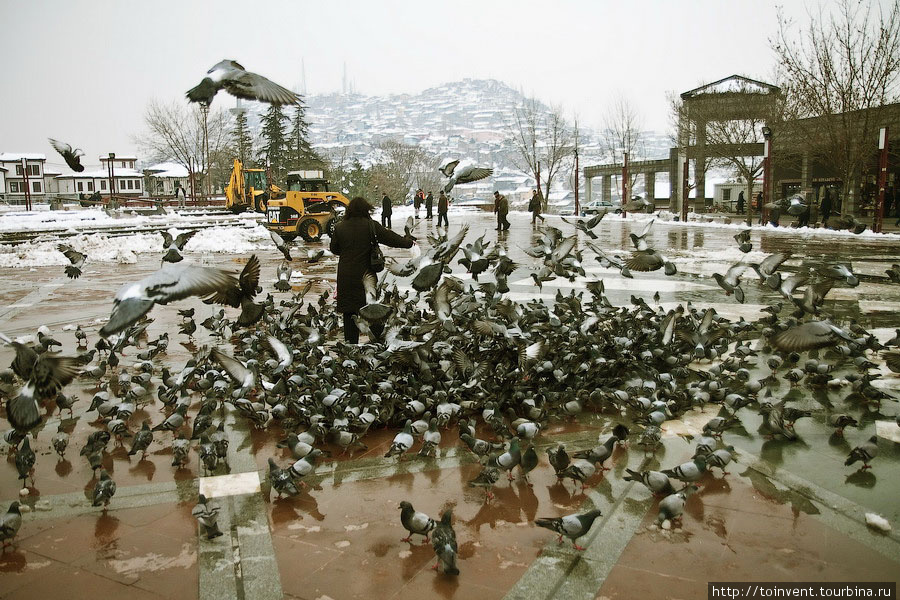 Ну конечно, еще может напоминать фильм Птицы — убийцы. Анкара, Турция