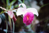 орхидея в джунглях