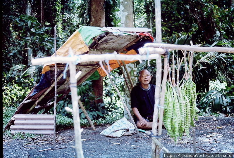 хитрый шаман из джунглей, продает дикий мед и шаманские травы Малайзия
