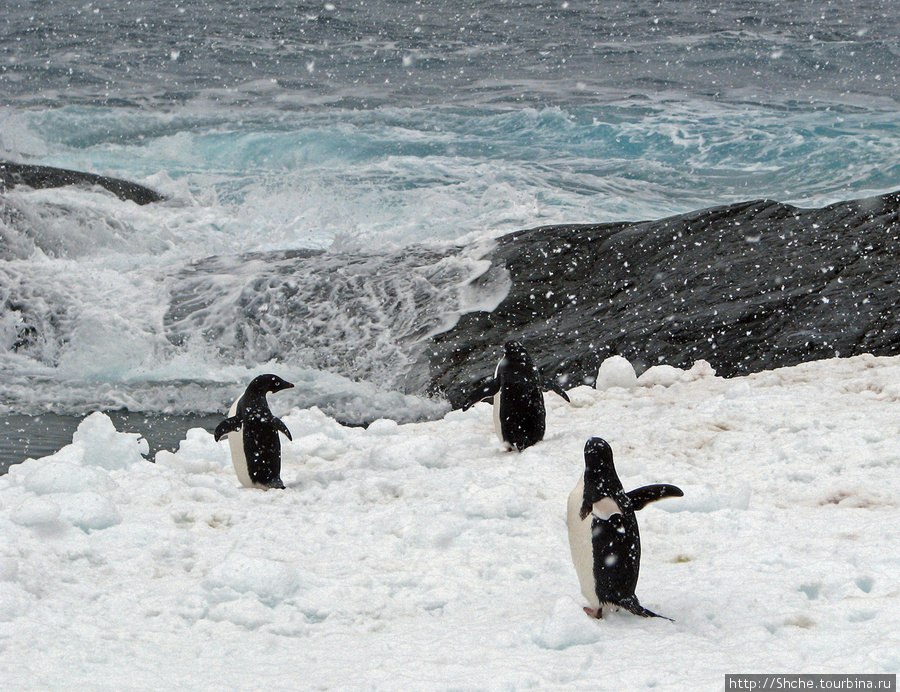 пингвинам тоже страшно заходить в воду Остров Плено, Антарктида