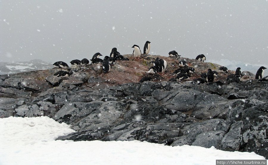 Pleneau island — в снегу смешались птицы, люди... Остров Плено, Антарктида