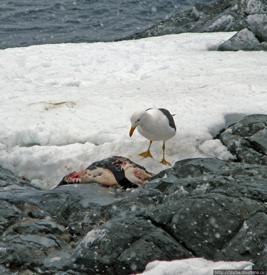 Чайка решила поживиться свежей пингвинятиной Остров Плено, Антарктида