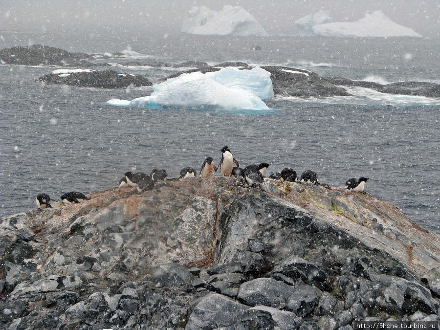 Pleneau island — в снегу смешались птицы, люди... Остров Плено, Антарктида