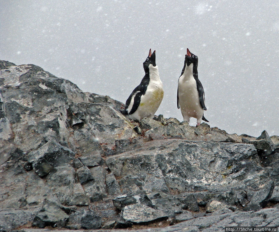 двое решили спеть Остров Плено, Антарктида