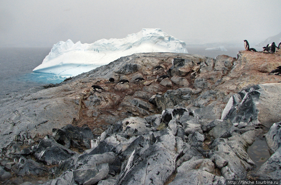 Тут ветер льдинку подогнал Остров Плено, Антарктида