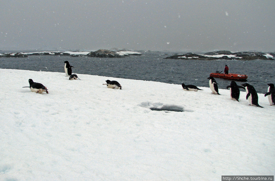 Стая пингвинов заняла наше место высадки... Остров Плено, Антарктида