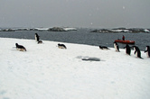 Стая пингвинов заняла наше место высадки...