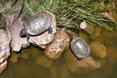 Черепахи в Озере в Музее антропологии