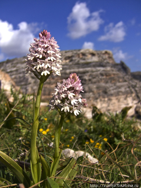 Пирамидальная орхидея (эндемик) (Голубой Грот, Зурри, Мальта) Мальта