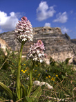 Пирамидальная орхидея (эндемик) (Голубой Грот, Зурри, Мальта)