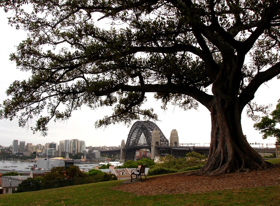 В поисках опоссума или воспоминания о Сиднее Сидней, Австралия