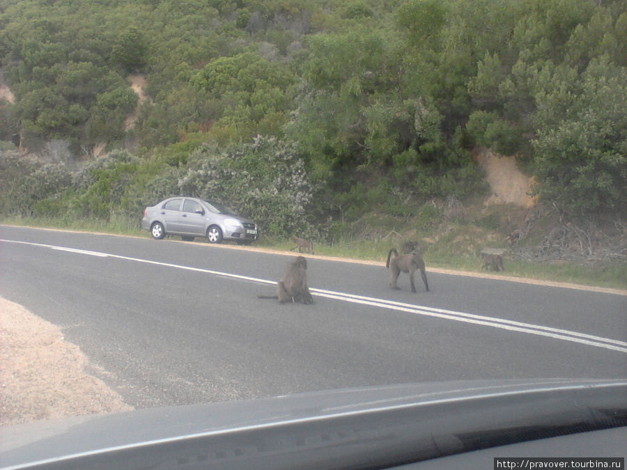 Бабуины в пригороде Кейптауна Кейптаун, ЮАР