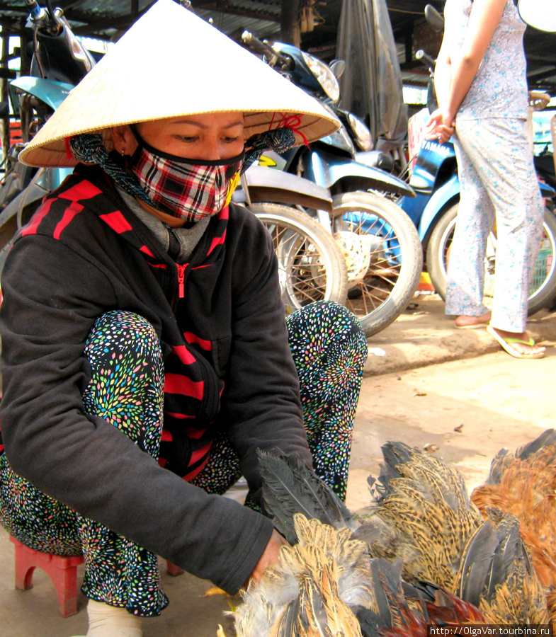 Торговец живым товаром Остров Фу Куок, Вьетнам