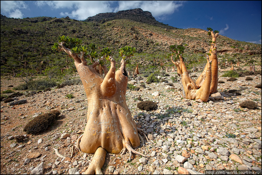 Бутылочные деревья о. Сокотра Остров Сокотра, Йемен