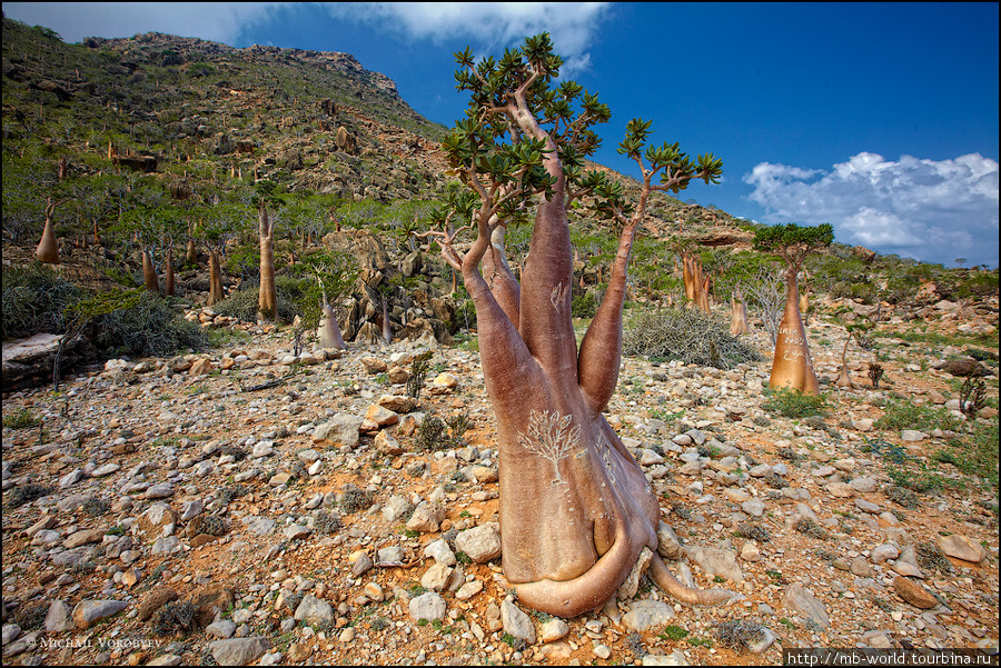 Бутылочные деревья о. Сокотра Остров Сокотра, Йемен