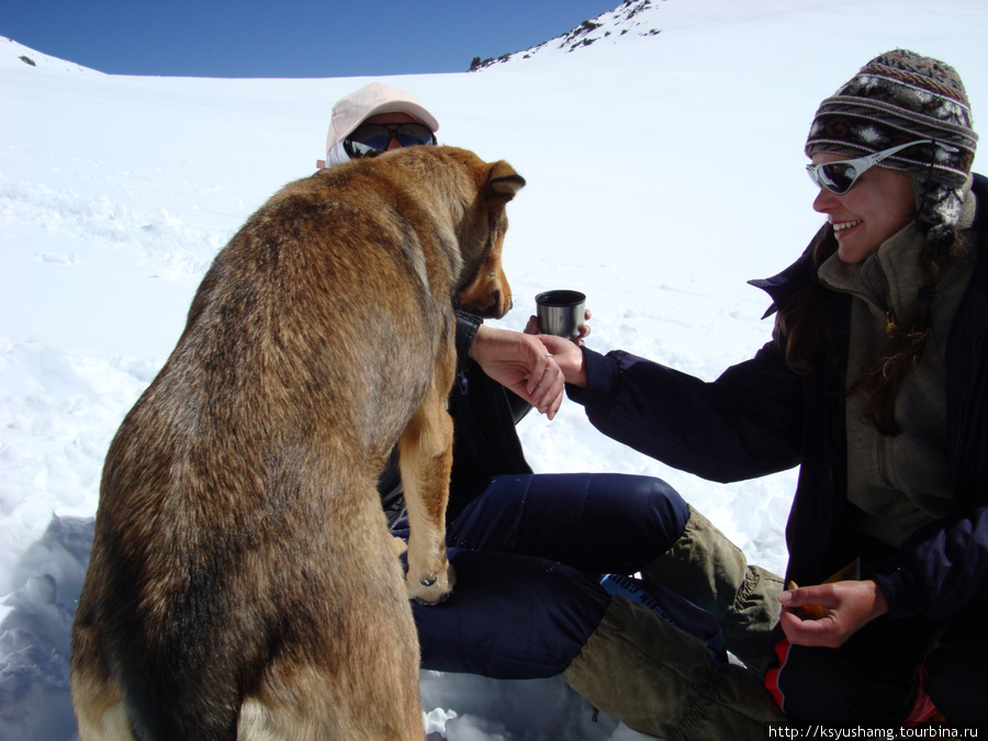 Седловина, пёс от людей не отставал, тоже хотел чаю и норовил на ком-нибудь погреть лапы Кабардино-Балкария, Россия