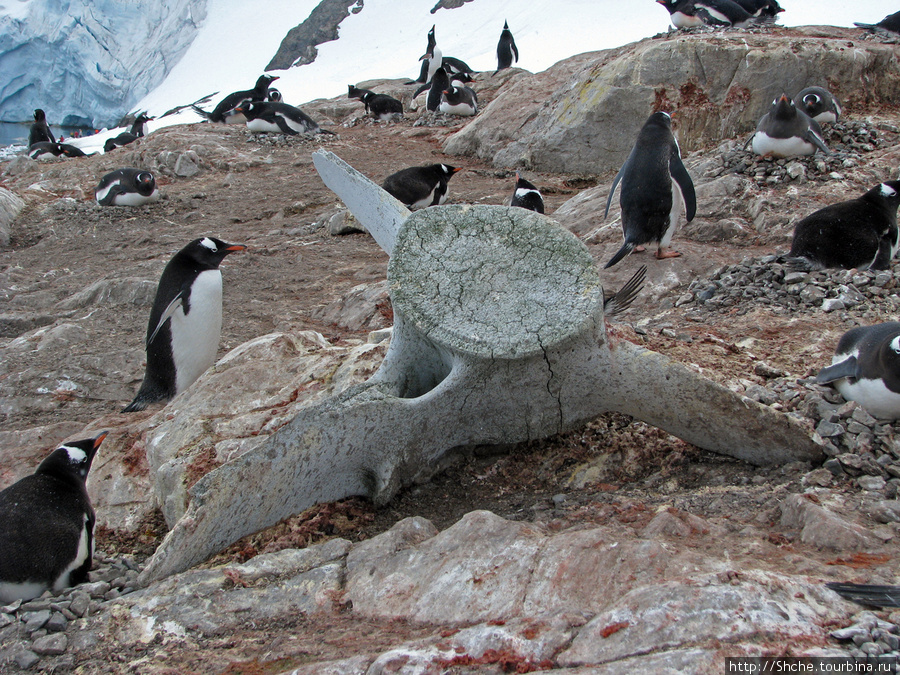 Очень удобное укрытие Залив Неко, Антарктида