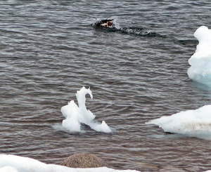 Приплыл лебедь, жаль ледяной.