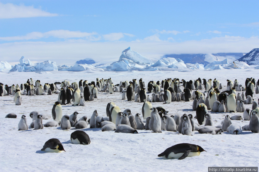 Антарктида — путешествие для для тех, кто не пищит! Восточная Антарктида, Антарктида
