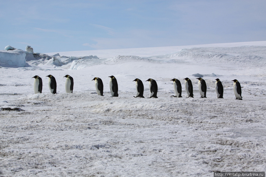 Антарктида — путешествие для для тех, кто не пищит! Восточная Антарктида, Антарктида