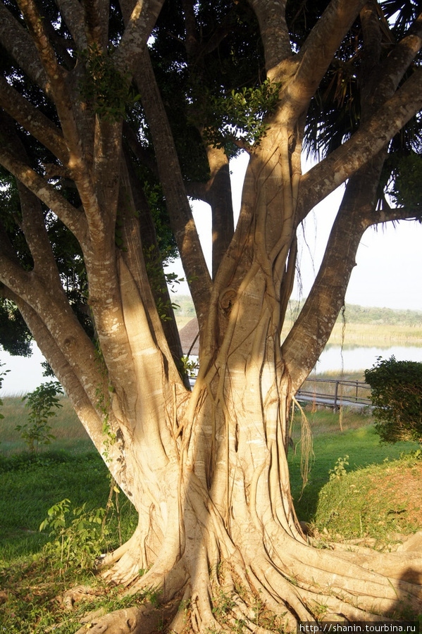 Дерево на берегу озера Коба, Мексика
