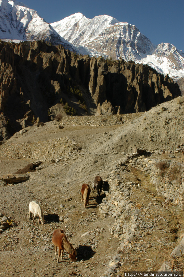 Annapurna Circuit Trek, ноябрь 2007, часть восьмая Непал