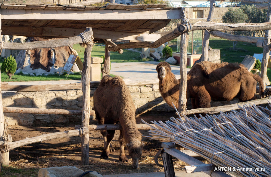 Верблюды в хозяйстве Гала, Азербайджан