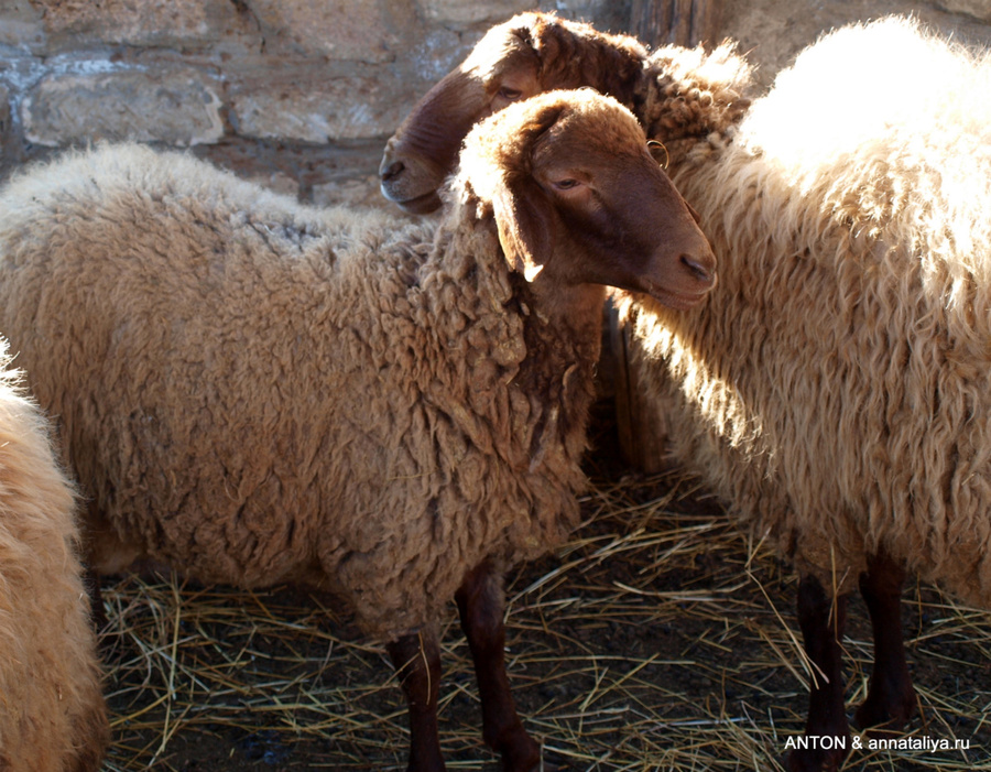 Овцы Гала, Азербайджан