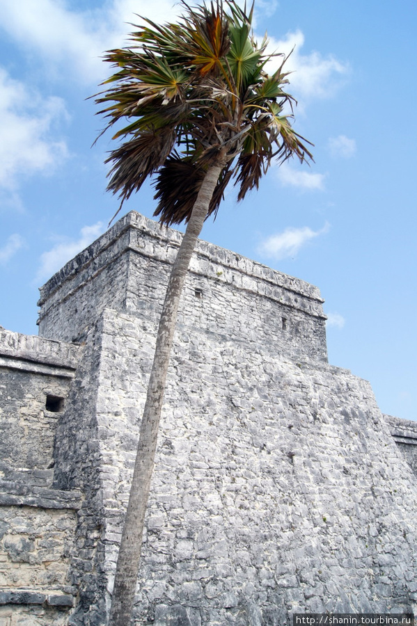 Пальма и храм в Тулуме Тулум, Мексика