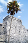Пальма и храм в Тулуме