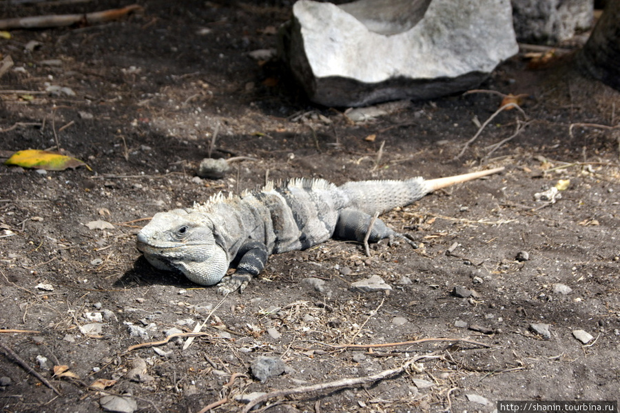 Гигантская ящерица Тулум, Мексика