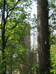 Крепостные стены и башня окружены парком