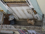 Собаки как обычно живут на балконах и на крышах