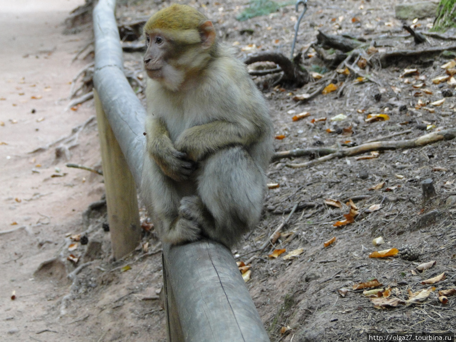 В пяти минутах езды от замка,в Кэнцхейме (Kintzheim) есть парк  обезьян.Живут они там абсолютно вольно,никаких клеток и вольеров.При входе в парк дают попкорн,инструктируют,кого можно кормить,а кого — нет. Эльзас, Франция