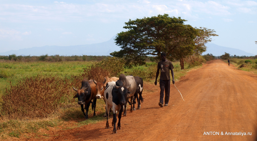 Багишу занимаются скотоводством Мбале, Уганда