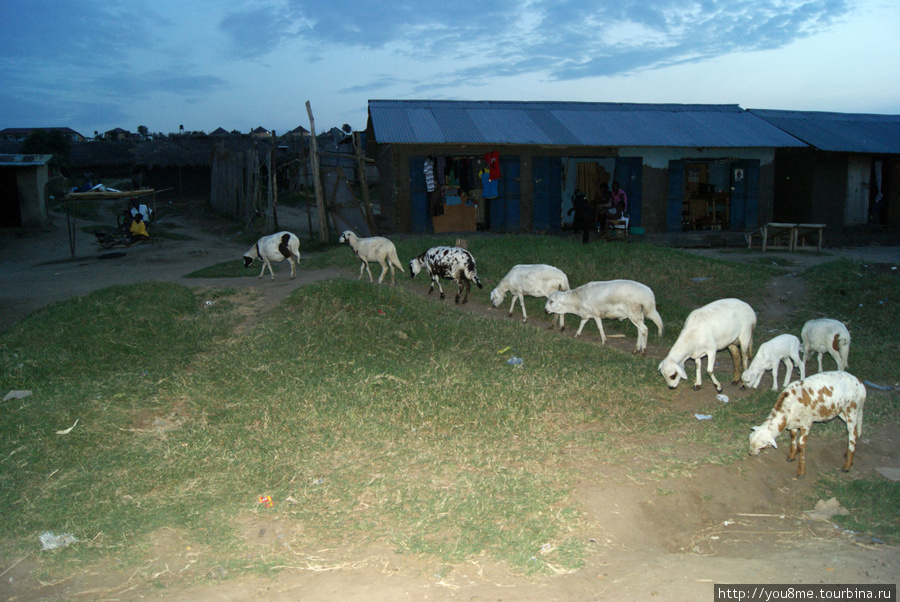 тут еще и овцы :) коровы тоже есть Озеро Альберт, Уганда