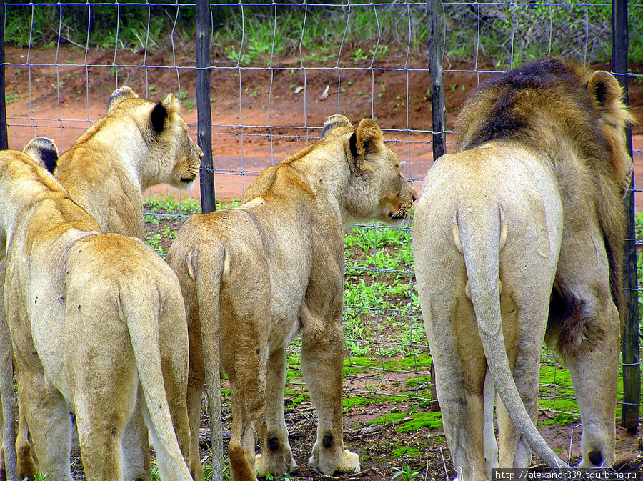 Свазилендские зоопарки
