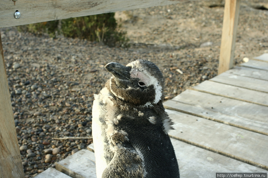 Не все пингвины как с картинки, есть потрепанно-взьерошенные особи Трелев, Аргентина