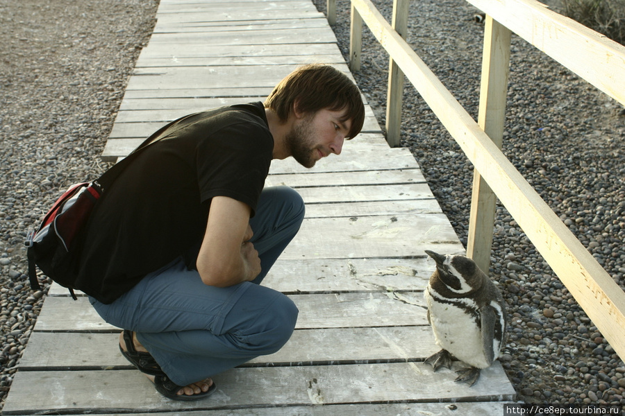 Пингвины смешные Трелев, Аргентина