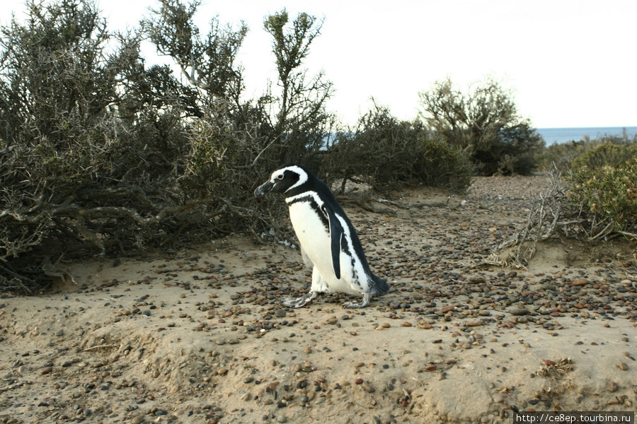 Пингвин в минизарослях пампасов Трелев, Аргентина